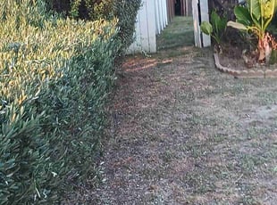 Bush Trimming by Jose Martinez for Zach J. in Los Angeles, CA