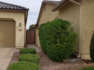Bush Trimming by Raul Blanco for Andrew B. in Gilbert, AZ