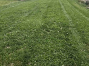 Joseph N.'s Lawn Mowing Service service result