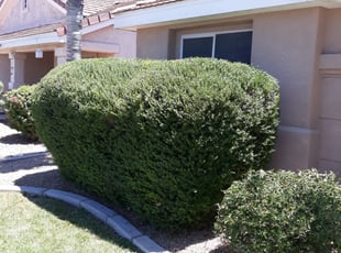 Cleanups by Raul Blanco for Brittany C. in Gilbert, AZ