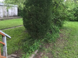 Bush Trimming by Eric Jamison for Layla O. in Kansas City, MO