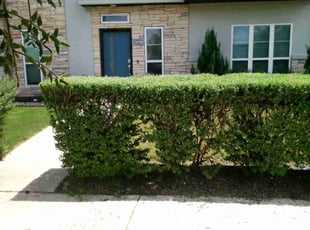 Bush Trimming by Mark DeLeon for Cody R. in Austin, TX