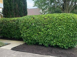 Bush Trimming by Justin O’Donnell for Janet B. in Jacksonville, FL