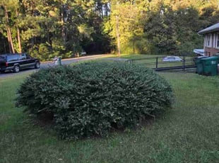 Bush Trimming by Aaron Coleman for Edna C. in Richmond, VA