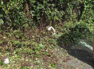 Debra S.'s Landscaping service result
