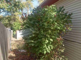 Bush Trimming by Lance Reynolds for Hazel W. in Kansas City, MO