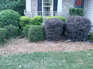 Bush Trimming by Enrique Juarez for Greg M. in Canton, GA