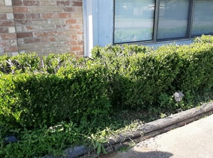 Bush Trimming by Gary Joy for Kelly N. in Euless, TX