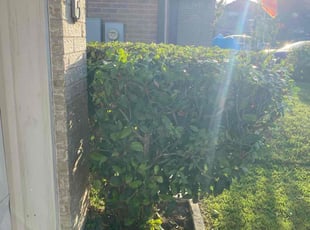 Bush Trimming by Roberlandi Rodriguez Perez for Sheryl L. in Pflugerville, TX