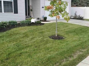 Lisa L.'s Grass Cutting service result
