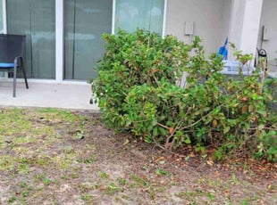 Bush Trimming by Carlos Martinez for Stephen S. in Davenport, FL