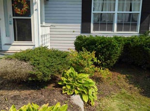 Bush Trimming by Christopher gall for Shehab s. in Clay, NY