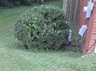 Bush Trimming by Erica Connolly for Kathy R. in Mooresville, NC