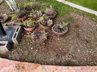 Weeding by Michael Rizzo for Charles H. in Mesa, AZ