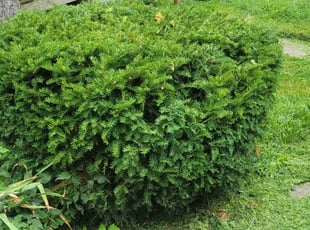 Bush Trimming by Dywane Clarke for Sandra W. in Columbus, OH