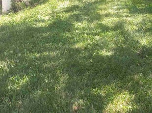 Robert L.'s Lawn Care service result