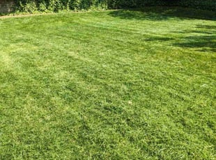 Marilyn N.'s Lawn Mowing Service service result
