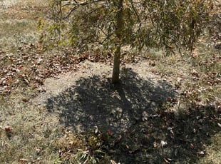 Bush Trimming by Shaun Wojcichowsky for Sumayia H. in Powell, OH