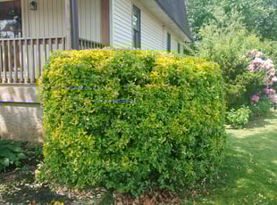 Bush Trimming by Alejandro Gamboa for Michael G. in Cherry Hill, NJ