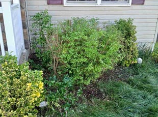 Maurice D.'s Bush Trimming service result