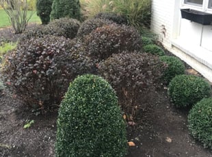 Bush Trimming by Jt Sallee for Josh M. in Cincinnati, OH