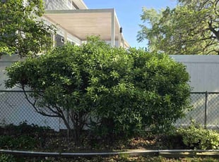 Bush Trimming by Steven Ridzyowski for John C. in Old Bridge, NJ