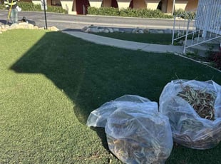 Leaf Removal by Vincent Angelo Consiglio for Kathy M. in Rancho Cucamonga, CA
