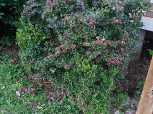 Bush Trimming by Karushoun Kelly for Ryan G. in Atlanta, GA