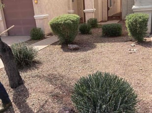 Bush Trimming by Anthany Eisweirth for William V. in Phoenix, AZ