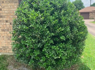 Bush Trimming by Brandon Brewer for Mark P. in Rowlett, TX