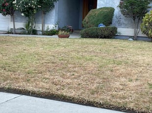 Bush Trimming by Alexander Stevenson for Cherie H. in Los Angeles, CA