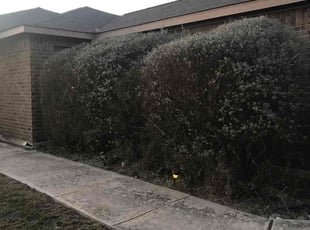 Bush Trimming by Carlos Cortez for Maurice D. in San Antonio, TX