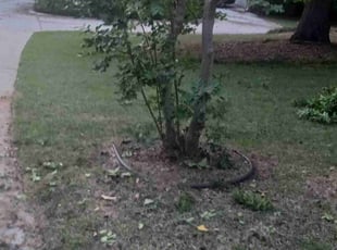 Bush Trimming by Virgil Greene for James D. in Hampton, GA