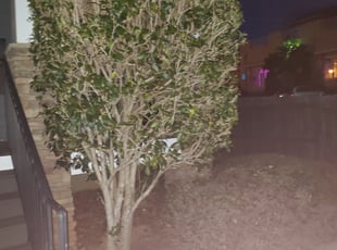 Bush Trimming by Jason Bullion for Vanessa K. in Greenville, SC