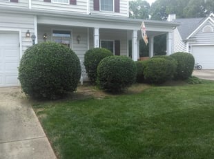 Bush Trimming by Adams Paiz for Margaret R. in Charlotte, NC