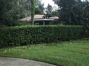 Bush Trimming by Willie Carmichael for Ken P. in Longwood, FL