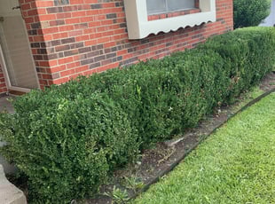 Bush Trimming by Brandon Rains for William O. in Dallas, TX