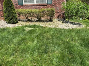Bush Trimming by Tevin Marlow for Iesha R. in Louisville, KY