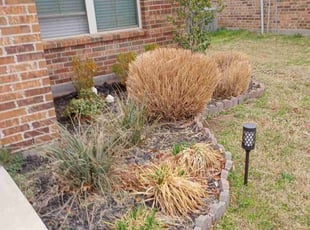 Bush Trimming by William McGuire for Annjo S. in Saginaw, TX