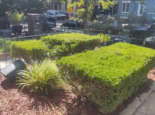 Bush Trimming by Allan Roberts for VALARIE C. in Washington, DC
