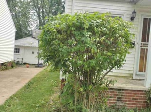 Bush Trimming by Anthony Coleman for Sandra W. in Garfield Heights, OH