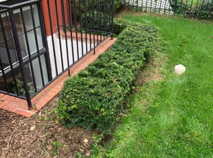Bush Trimming by Carlos Polanco for Karthik E. in Washington, DC