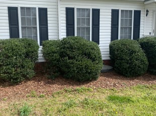 Bush Trimming by Matthew Rutledge for Mike H. in Mechanicsville, VA