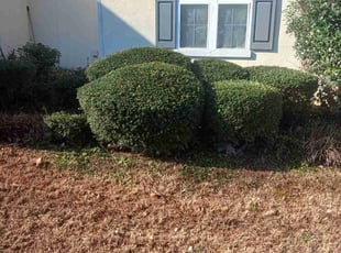 Bush Trimming by Christopher Mora for Candace B. in Douglasville, GA