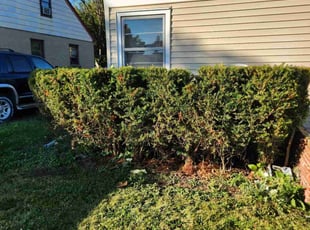 Bush Trimming by Ronnie Anderson for Dominick O. in West Allis, WI