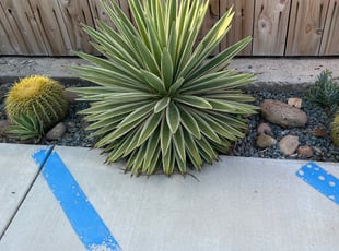 Weeding by Keith Dalke for Vivian L. in San Diego, CA