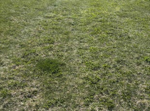 Cory T.'s Yard Cutting service result