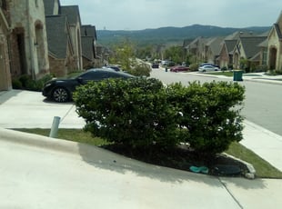 Bush Trimming by Duane Cotton for Francisco R. in San Antonio, TX