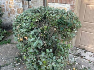 Bush Trimming by JosΓ© Gonzalez for Didarjan A. in Richmond, TX