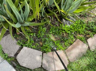 Weeding by Marcus Major for Lindsey B. in Margate, FL